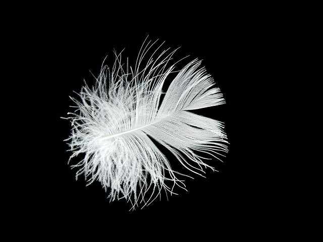 What is the difference between down and feathers?