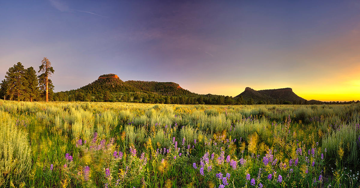 Help Hyke & Byke Choose a Conservation Project to Support