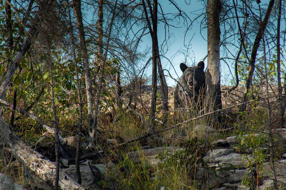 Your Guide to Backpacking in Bear Country